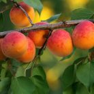 Magyar kajszi konténeres gyümölcsfa