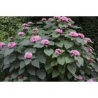 Vörösödő végzetfa Clerodendrum bungei K5lit.