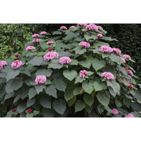 Vörösödő végzetfa Clerodendrum bungei  K5lit.