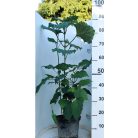 Vörösödő végzetfa Clerodendrum bungei K5lit.