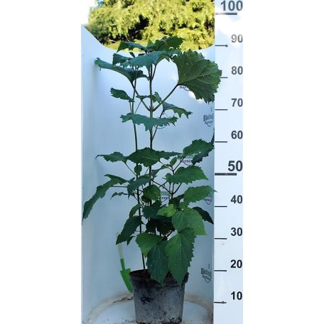 Vörösödő végzetfa Clerodendrum bungei K5lit.