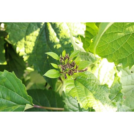 Vörösödő végzetfa Clerodendrum bungei K5lit.