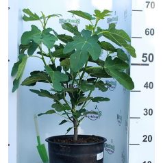 Füge Ficus carica K7.5 lit.