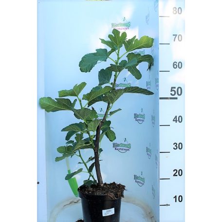 Füge  Ficus carica K3