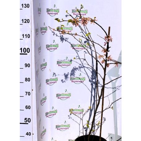 Közönséges júdásfa Cercis siliquastrum
