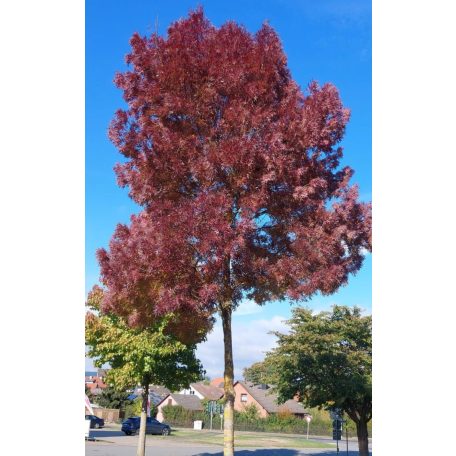 Keskenylevelű kőris Fraxinus angustifolia Raywood