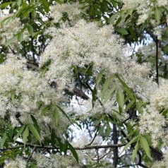 Virágos kőris Fraxinus ornus K12