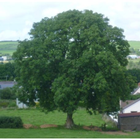 Magas kőris Fraxinus excelsior
