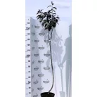 Vöröslevelű díszalma Malus Royalty