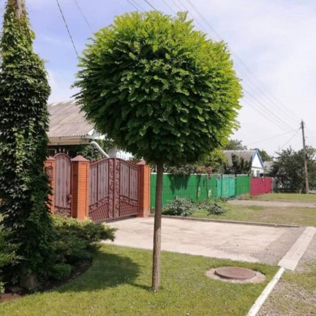 Gömbakác Robinia pseudoacacia 'Umbraculifera'  2m tm