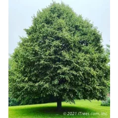 Kislevelű hárs, Tilia cordata 'Greenspire'