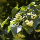 Kislevelű hárs, Tilia cordata 'Greenspire'