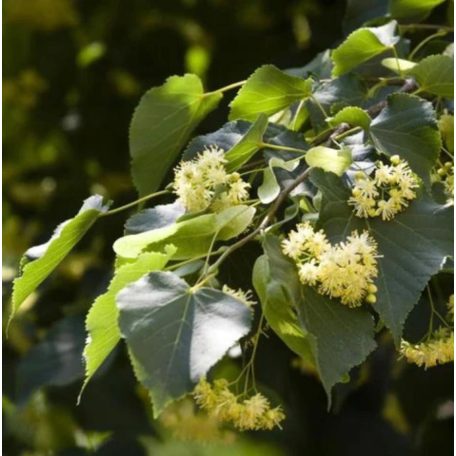 Kislevelű hárs, Tilia cordata 'Greenspire'