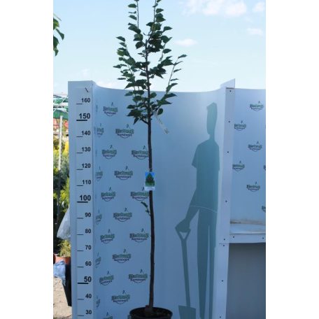 Kislevelű hárs, Tilia cordata 'Greenspire'