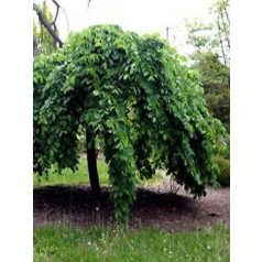 Csüngő szil Ulmus glabra Camperdownii