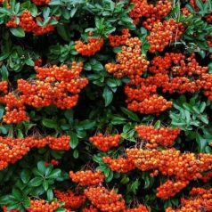 Tűztövis narancsvörös Pyracantha Orange Glow