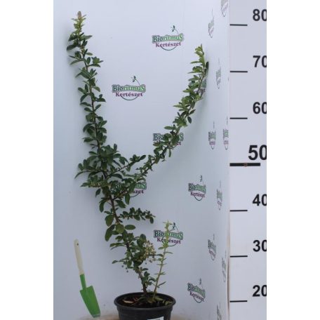 Tűztövis narancsvörös Pyracantha Orange Glow