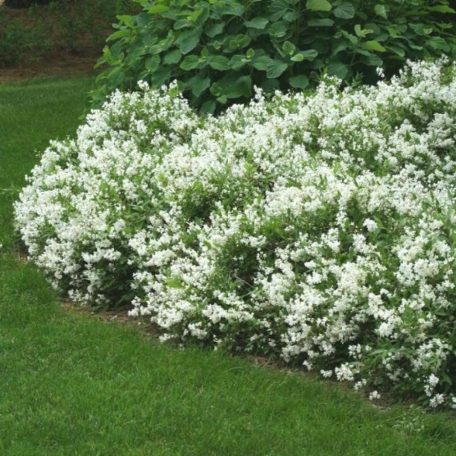 Törpe gyöngyvirágcserje Deutzia crenata 'Nikko'