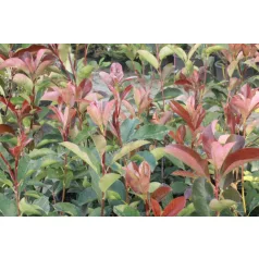   Korallberkenye Red Robin Photinia x fraseri Red Robin K2 60/80 cm