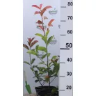 Korallberkenye Photinia x fraseri Red Select K2