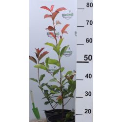 Korallberkenye Photinia x fraseri Red Select