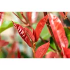 Korallberkenye Photinia x fraseri Red Select K2