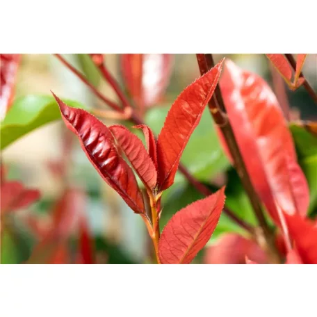 Korallberkenye Photinia x fraseri Red Select K2