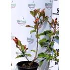 Korallberkenye Photinia x fraseri Red Select K2
