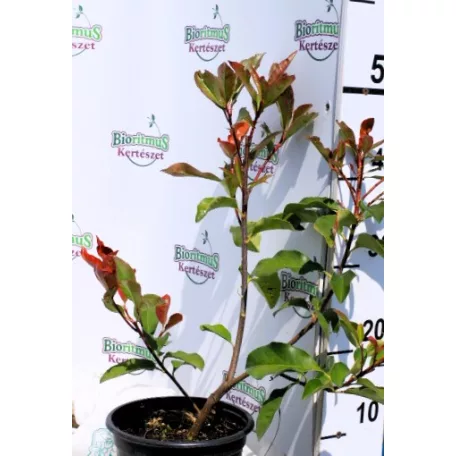 Korallberkenye Photinia x fraseri Red Select K2