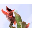 Korallberkenye Photinia x fraseri Red Select K2