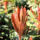Fodros levelű korallberkenye Photinia 'Crunchy' K2 lit.