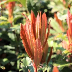   Fodros levelű korallberkenye Photinia 'Crunchy' K2 lit.