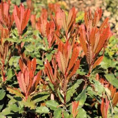   Fodros levelű korallberkenye Photinia 'Crunchy' K2 lit.