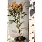 Fodros levelű korallberkenye Photinia 'Crunchy' K2 lit.