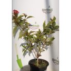 Sárga-tarka levelű rózsalonc Weigela florida 'Brigela'