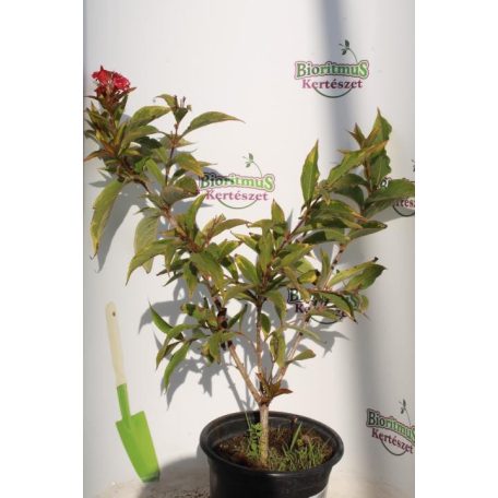 Sárga-tarka levelű rózsalonc Weigela florida 'Brigela'