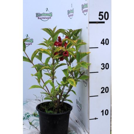 Sárga-tarka levelű rózsalonc Weigela florida 'Brigela'