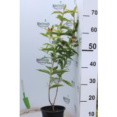   Piros virágú rózsalonc Weigela florida 'Red Prince' K 1,5 lit.