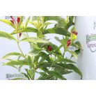 Piros virágú rózsalonc Weigela florida 'Red Prince' K 1,5 lit.