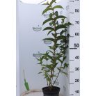 Rózsalonc vörös, Weigela florida 'Eva Rathke'