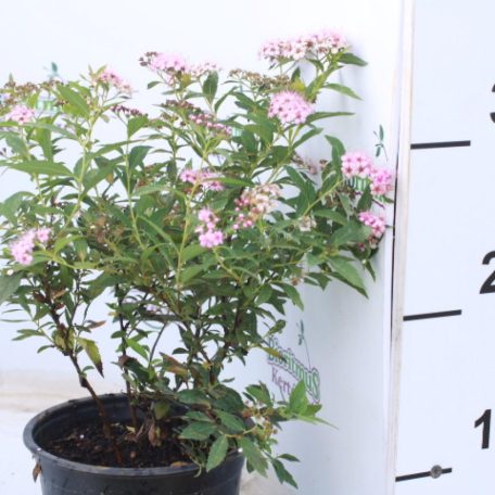 Japán gyöngyvessző Spirea japonica Shirobana