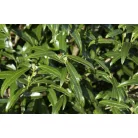 Miki babérmeggy Prunus laurocerasus 'Miki'
