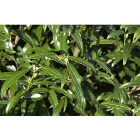 Miki babérmeggy Prunus laurocerasus 'Miki'