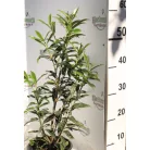 Miki babérmeggy Prunus laurocerasus 'Miki'