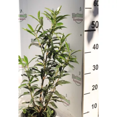 Miki babérmeggy Prunus laurocerasus 'Miki'