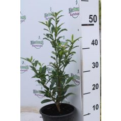 Manó babérmeggy Prunus laurocerasus 'Mano'