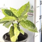 Japán babérsom, tarkalevelű Aucuba japonica 'Crotonifolia'