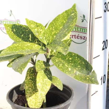 Japán babérsom, tarkalevelű Aucuba japonica 'Crotonifolia'