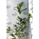 Babérmeggy Caucasica Prunus laurocerasus Caucasica