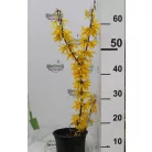 Aranyvessző, aranyeső , kerti aranyfa Forsythia x intermedia 